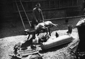 Bundesarchiv_Bild_183-2005-0728-524,_Schlachtung_eines_Schweins