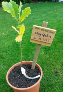 Kleine Eiche mit Holzschild Chorifeen